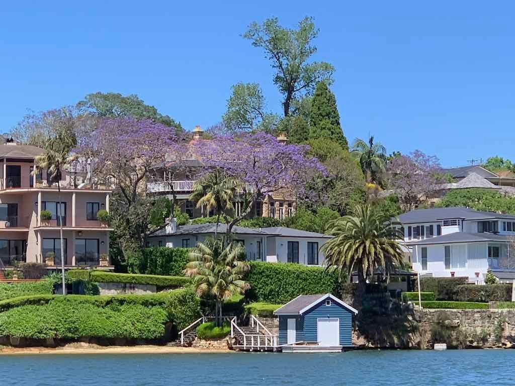 October 2022 Jacaranda Cruise Image -6361c87b254cb